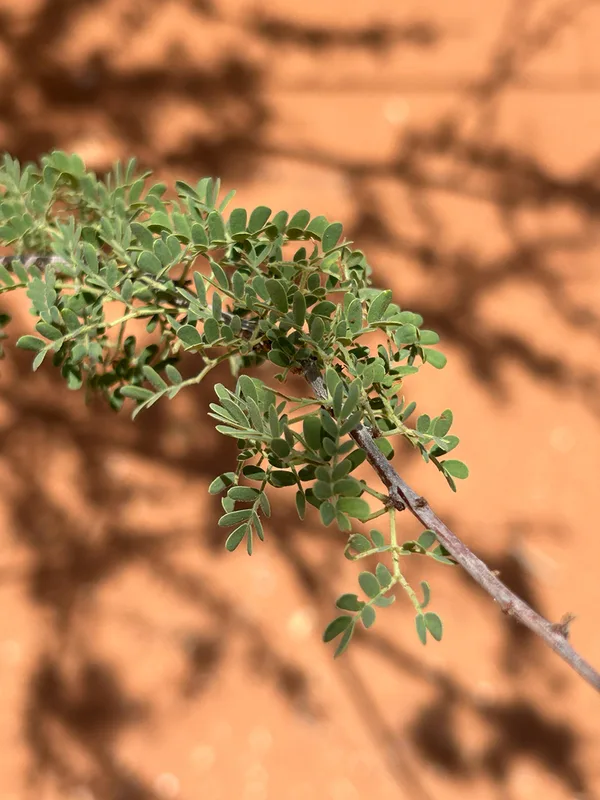 Catclaw Acacia