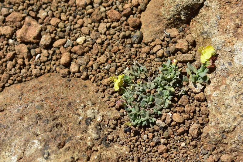 Helianthemum canariense