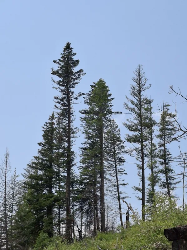 Douglas-fir