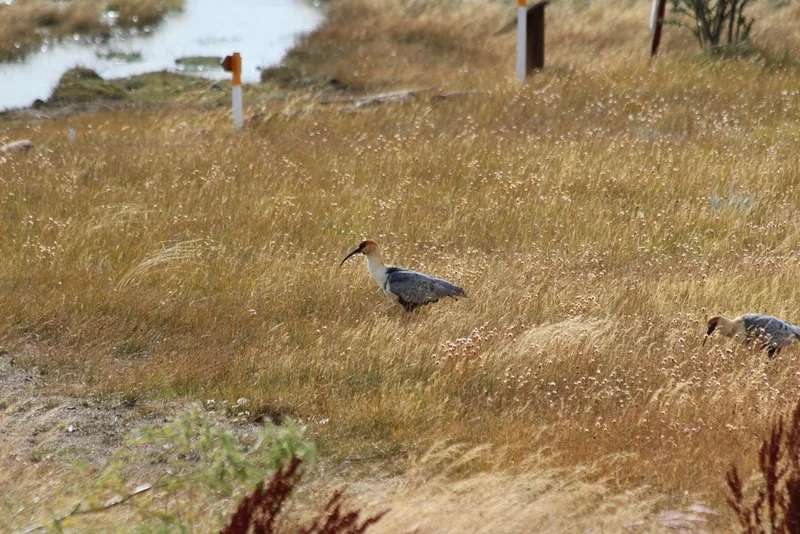 Black-faced Ibis