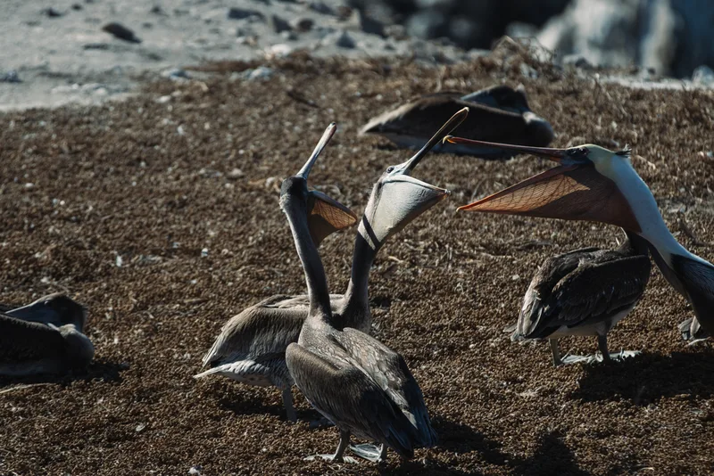 Brown Pelican