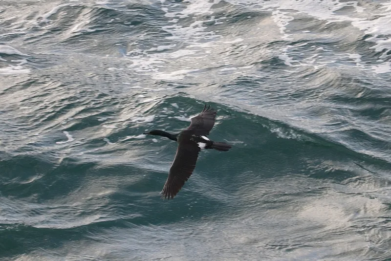 Pelagic Cormorant