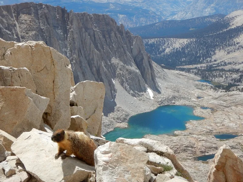 Yellow-bellied Marmot