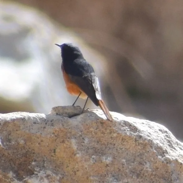Black Redstart