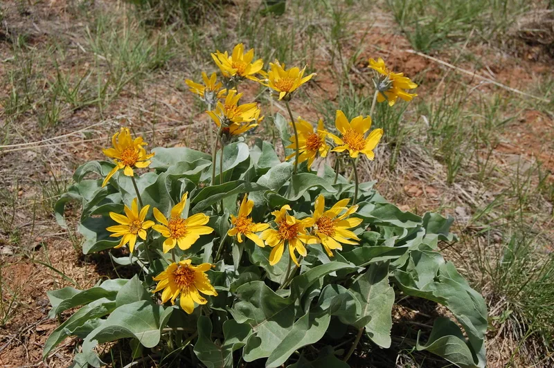 arrowleaf balsamroot
