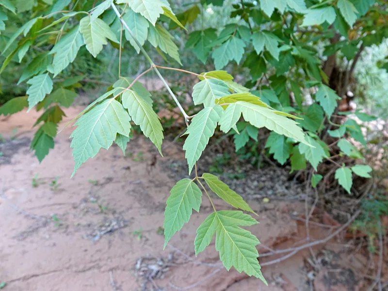 box elder