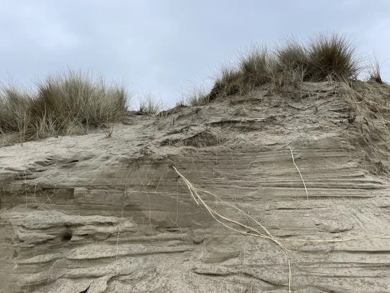 European marram grass