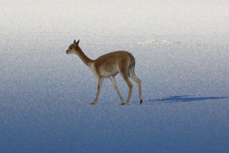 Vicuña