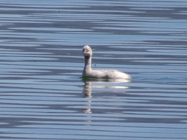 Eared Grebe