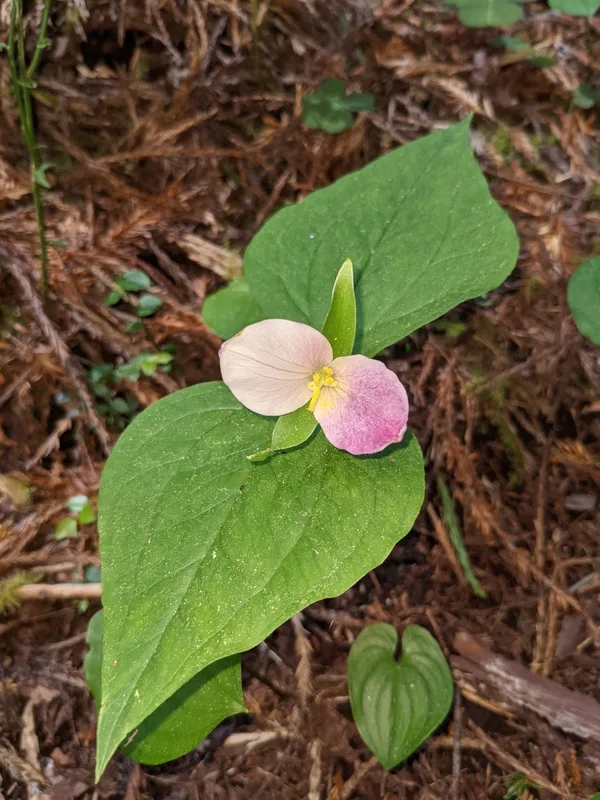 Pacific trillium