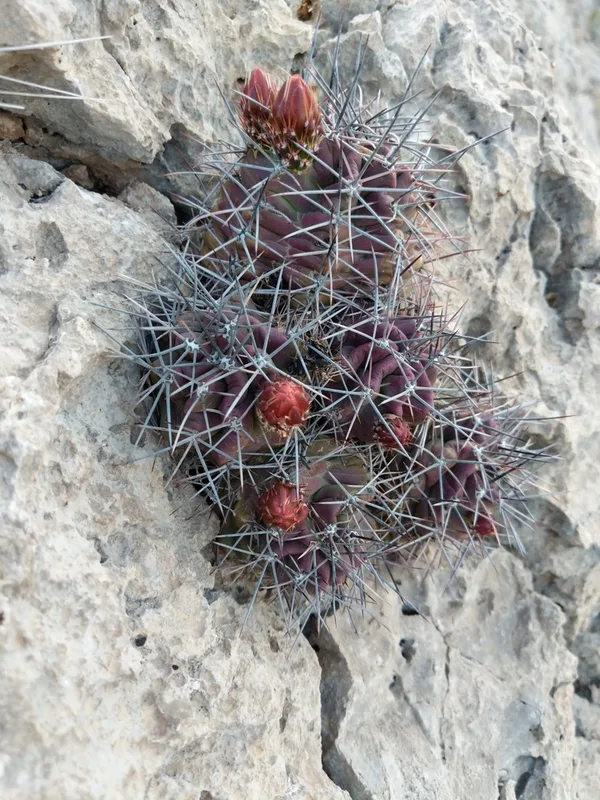 scarlet hedgehog cactus