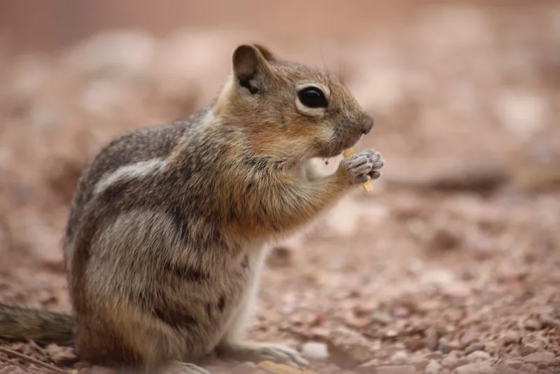Common Golden-mantled Ground Squirrel