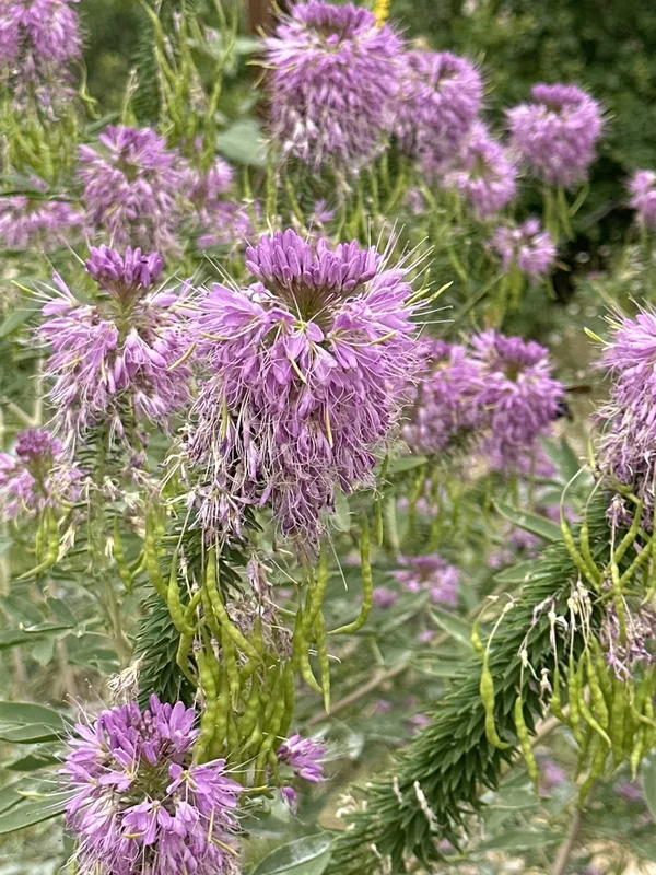 Rocky Mountain Beeplant