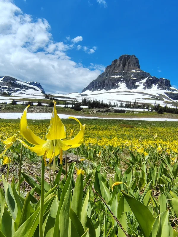 Glacier Lily