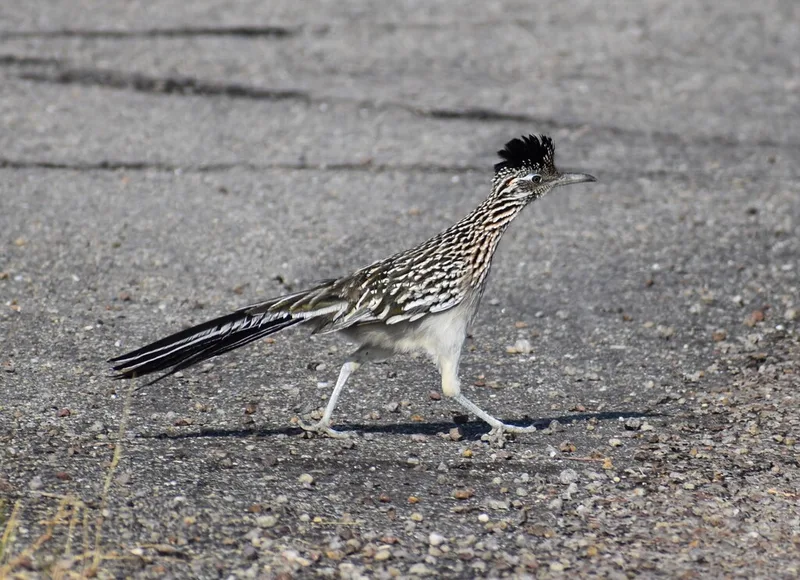 Greater Roadrunner