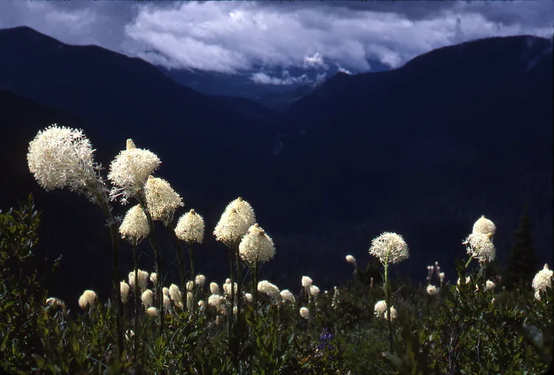 common beargrass