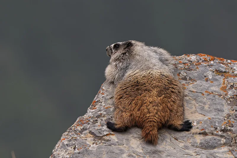 Hoary Marmot