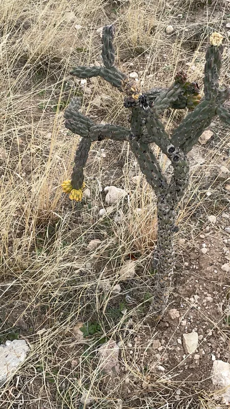 tree cholla