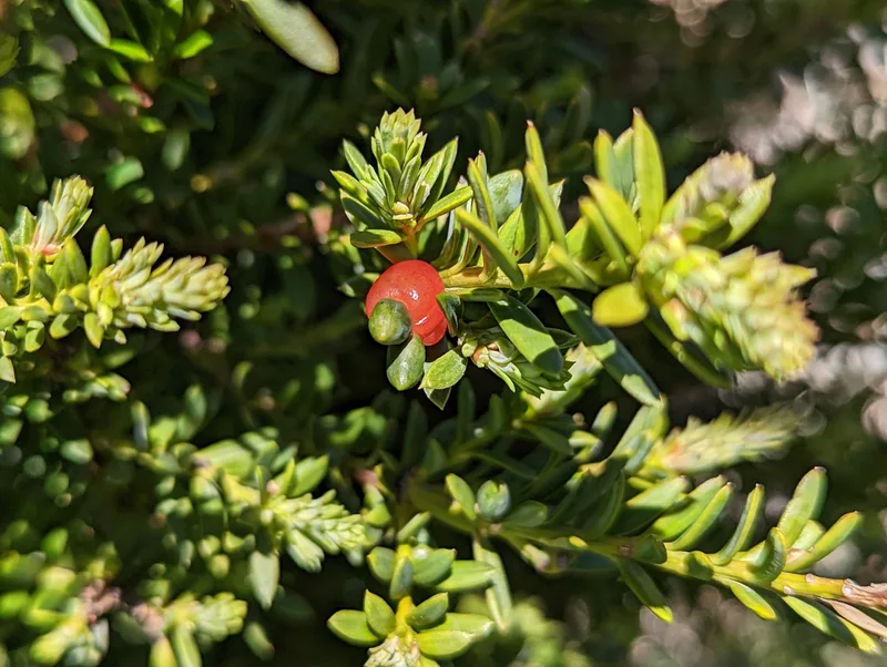 snow totara