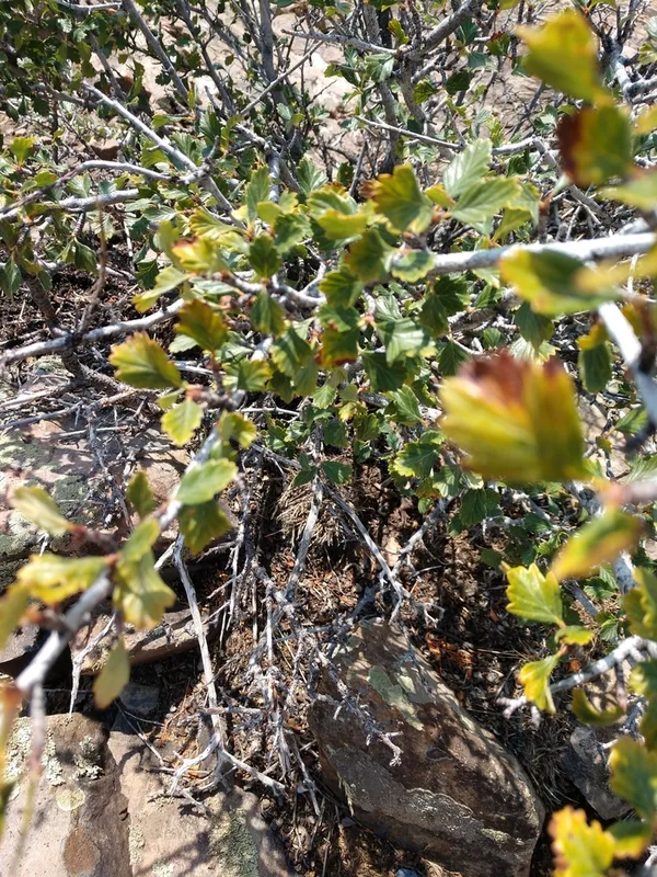 Alderleaf Mountain Mahogany