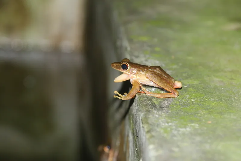 Schlegel's Frog