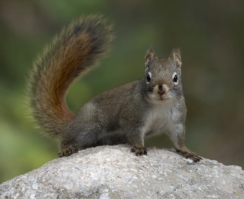 American Red Squirrel