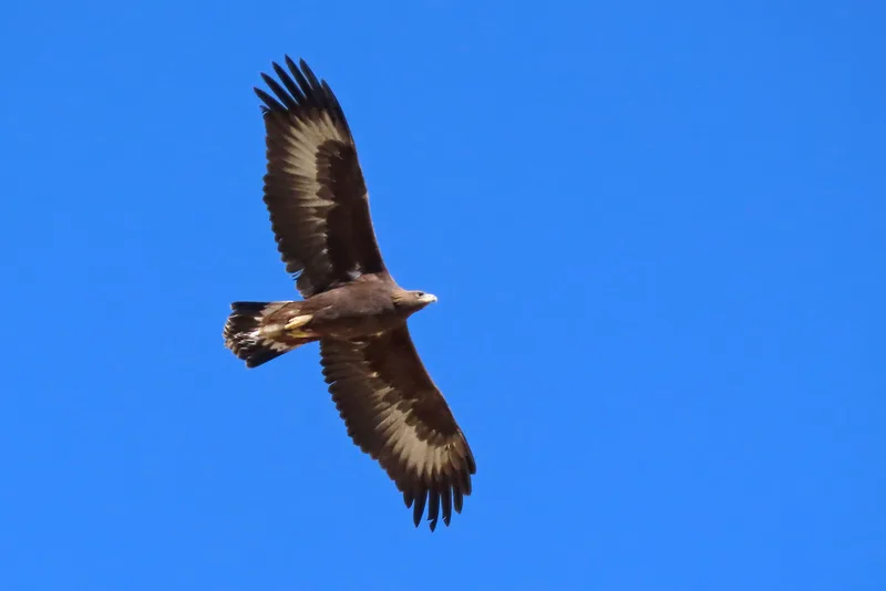 Golden Eagle