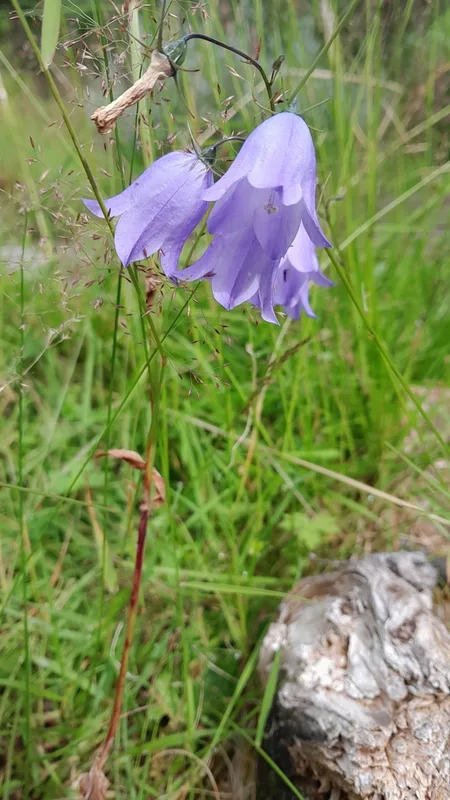Common Harebell