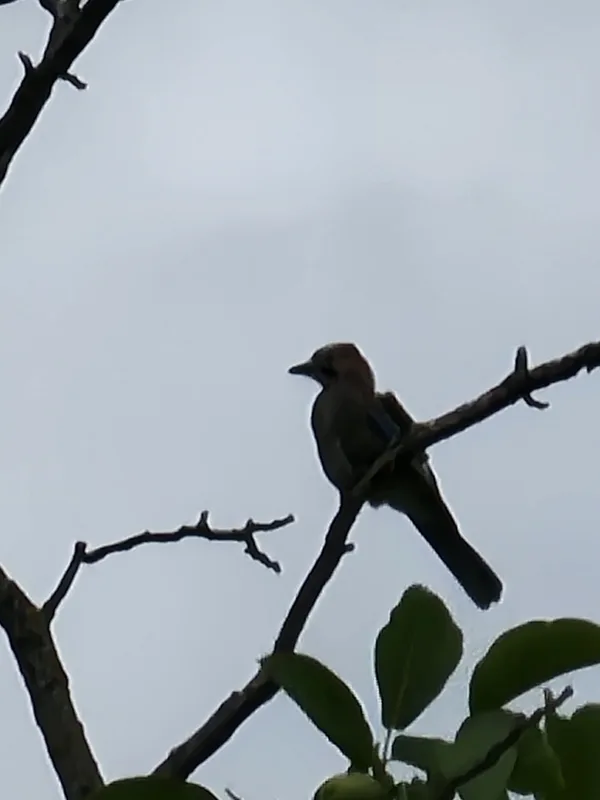 Eurasian Jay