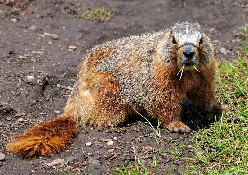 Yellow-bellied Marmot