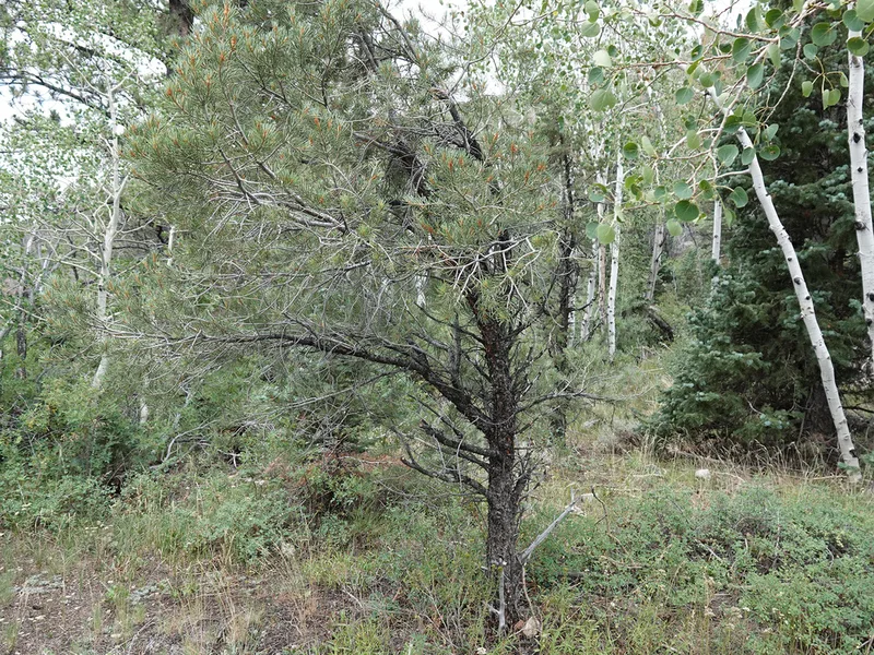 singleleaf pinyon