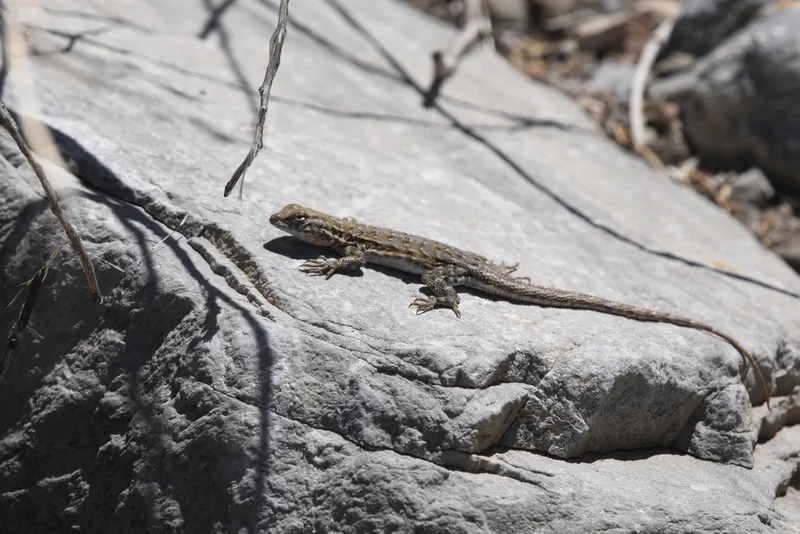 Common Side-blotched Lizard