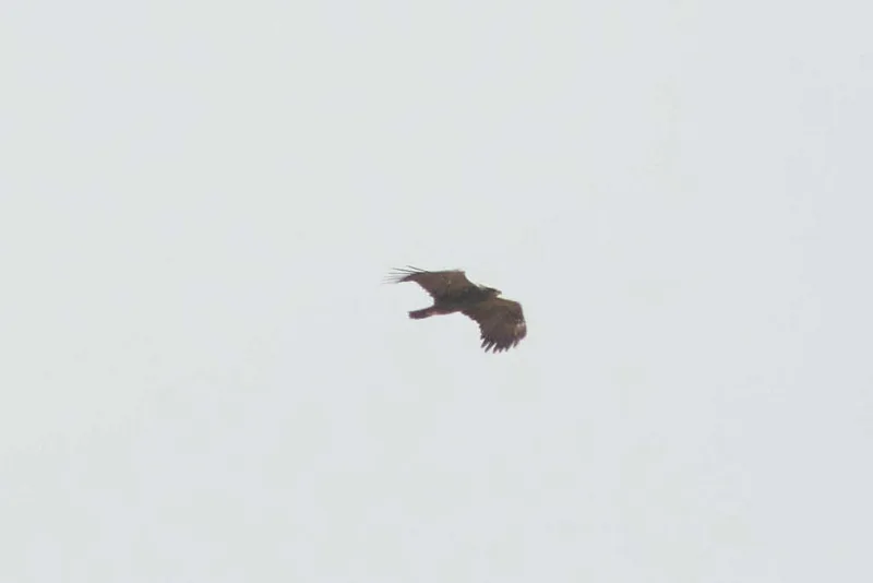 Steppe Eagle