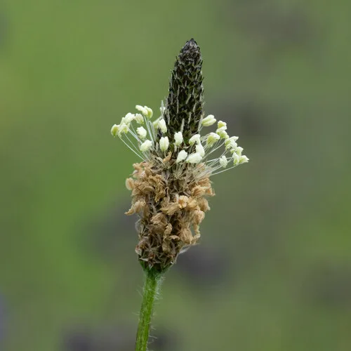 ribwort plantain