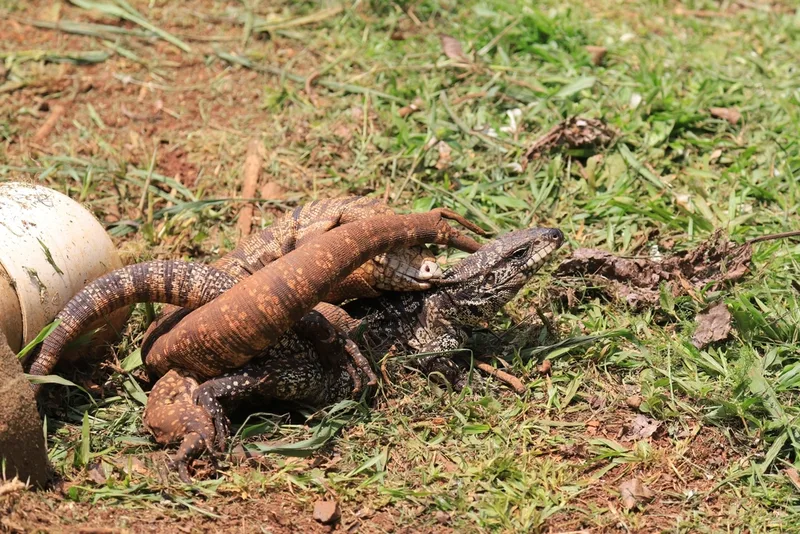 Argentine Black-and-white Tegu