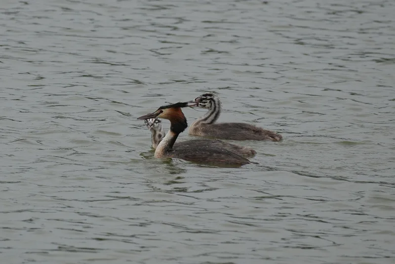 Great Crested Grebe