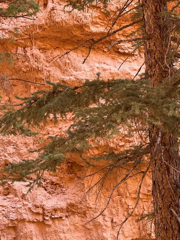 Douglas-fir