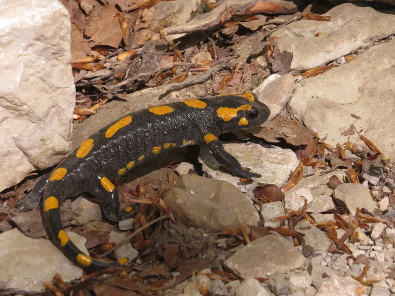 Fire Salamander