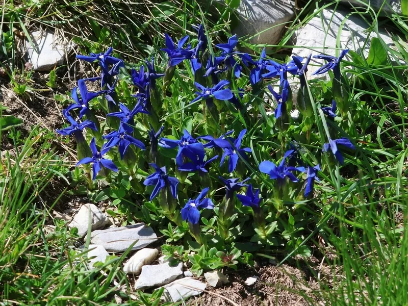 spring gentian