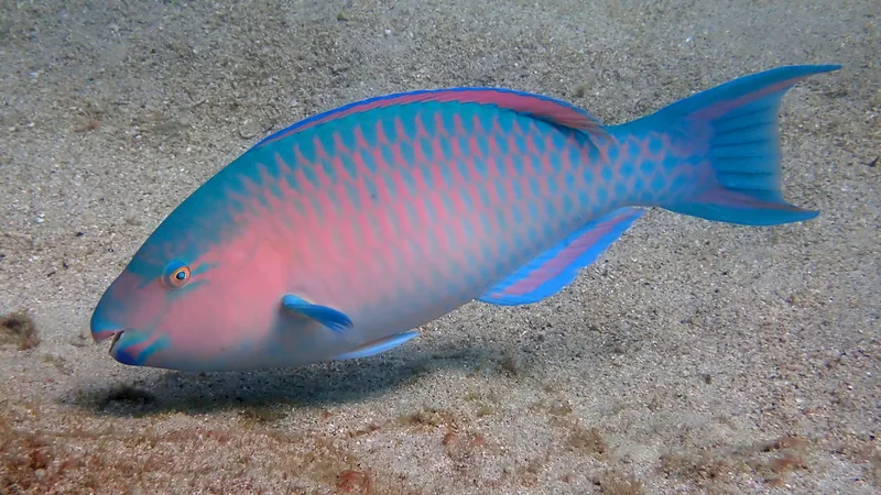 Blue-barred Parrotfish