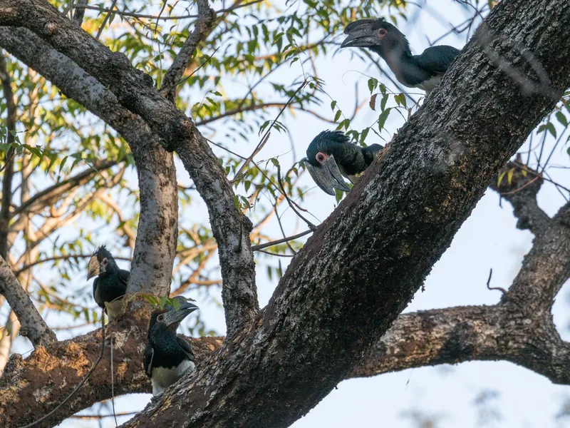 Trumpeter Hornbill