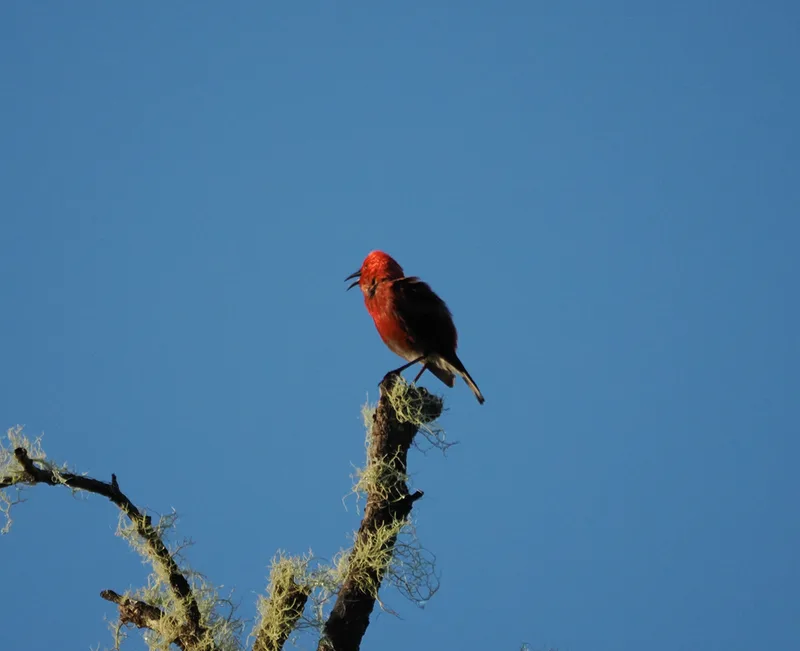 ʻApapane