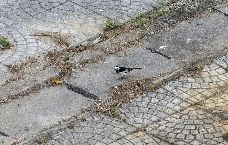 White Wagtail