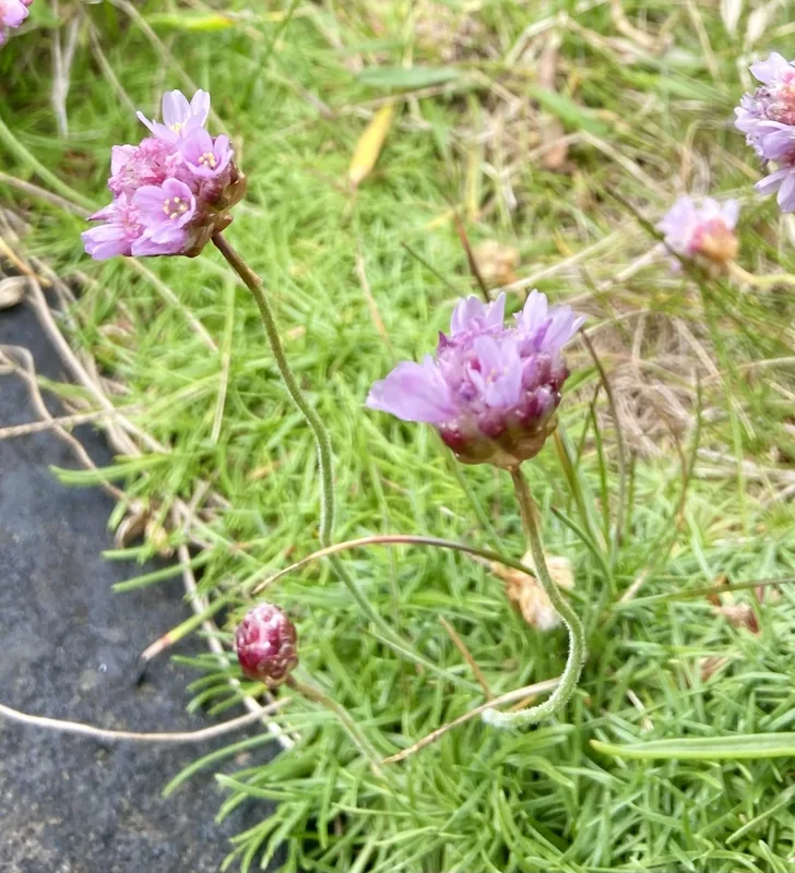 Sea Thrift