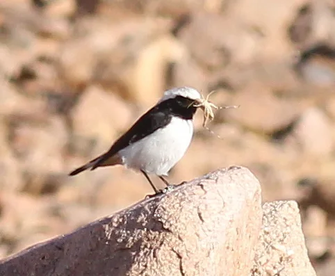 Mourning Wheatear