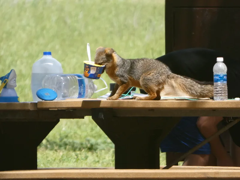 Island Fox