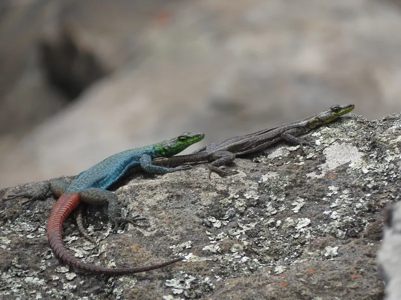 Sekukhune flat lizard