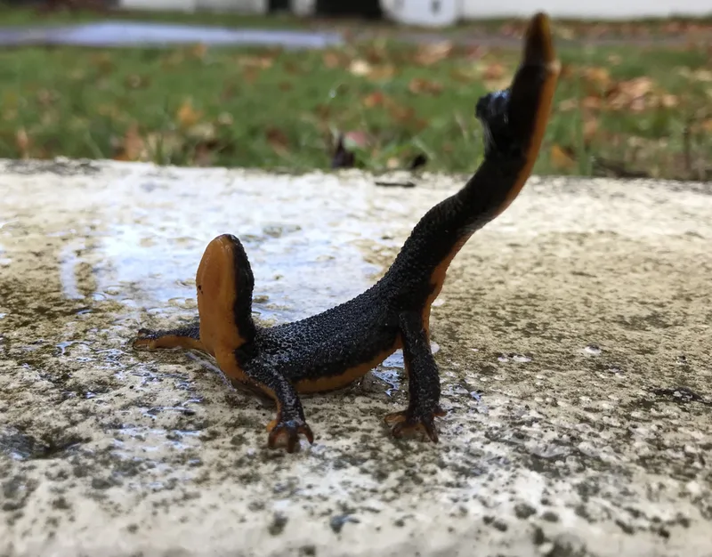 Rough-skinned Newt