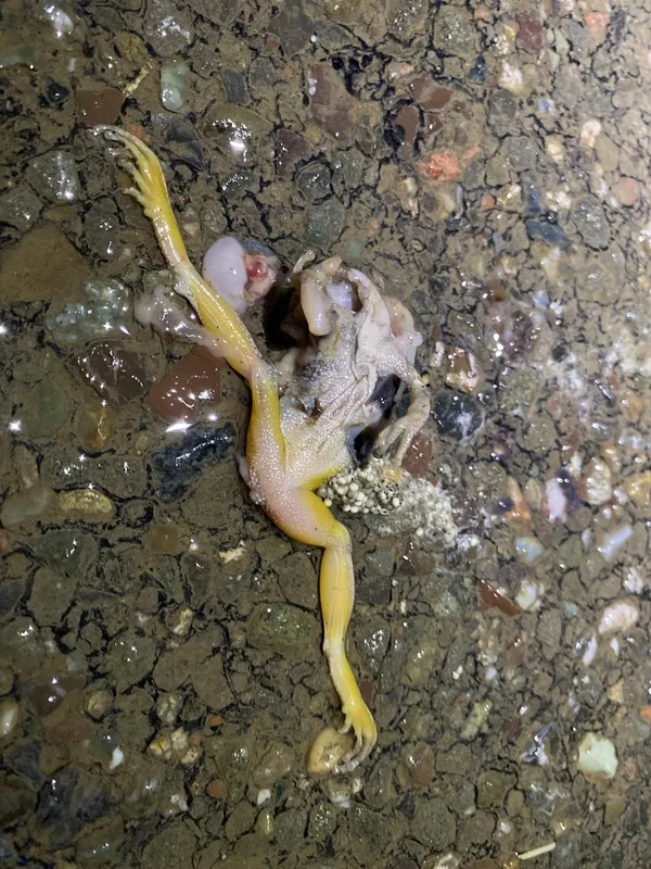 Pacific chorus frog