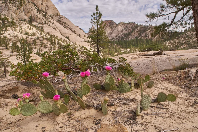 Golden Pricklypear